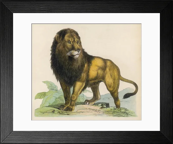 Framed Print : LION. Lion Framed Print : LION. Lion