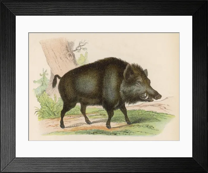 Framed Print : WILD BOAR. Wild Boar Framed Print : WILD BOAR. Wild Boar