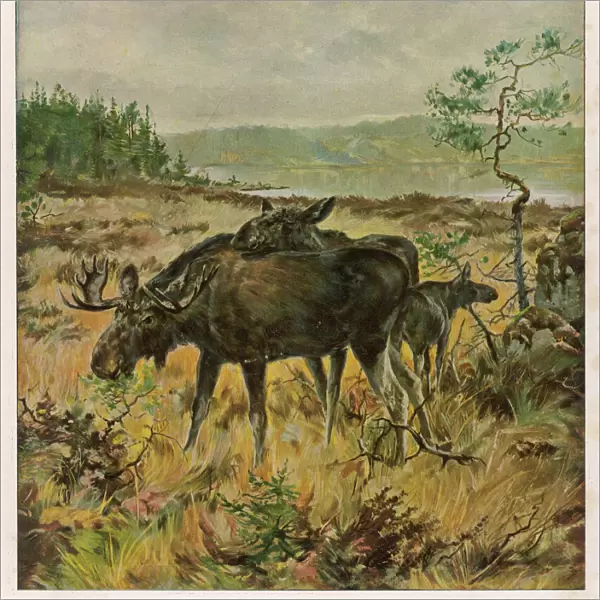 Elks in Sweden