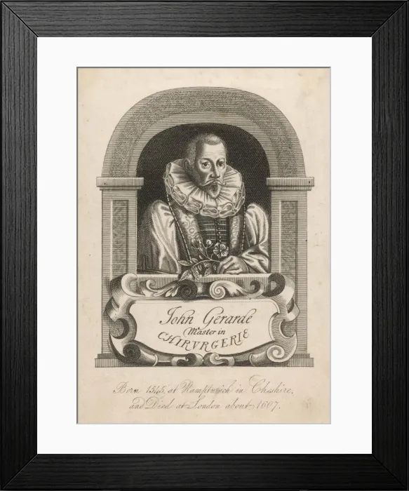 Framed Print : John Gerard, Herbalist Framed Print : John Gerard, Herbalist