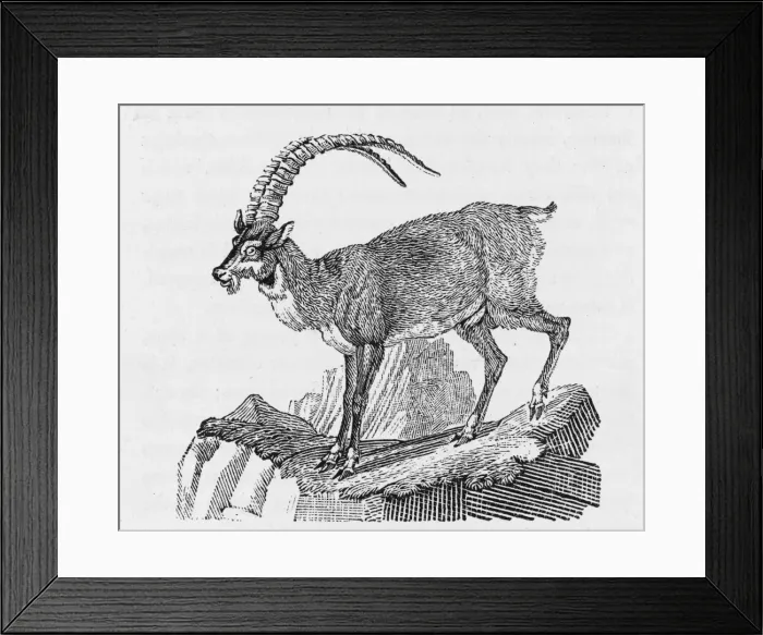Framed Print : Ibex (Bewick) Framed Print : Ibex (Bewick)