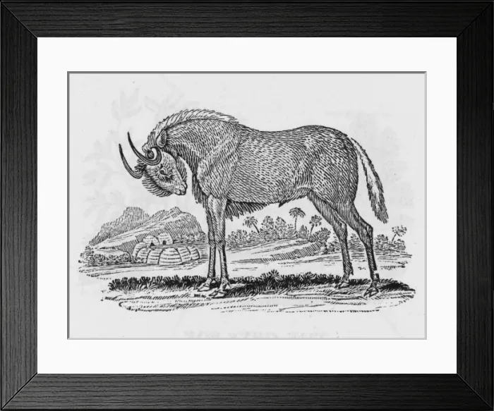 Framed Print : Gnu (Bewick) Framed Print : Gnu (Bewick)