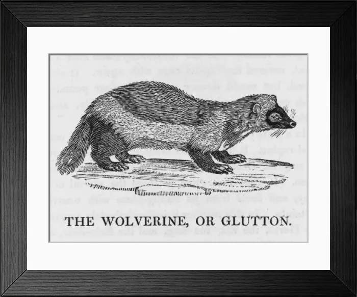 Framed Print : Wolverine / Glutton Framed Print : Wolverine / Glutton