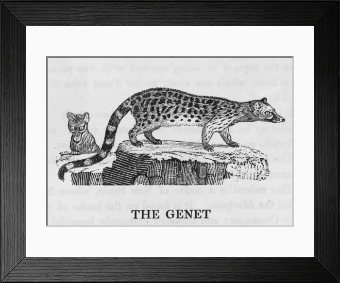 Framed Print : Genet (Bewick) Framed Print : Genet (Bewick)