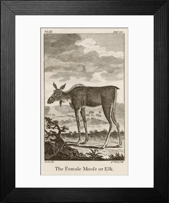 Framed Print : Elk or Moose Framed Print : Elk or Moose