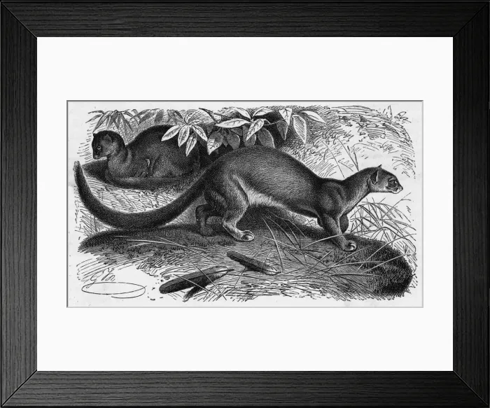 Framed Print : EYRA. Felis eyra. This beautiful byt probably aggressive wildcat is found in Mexico