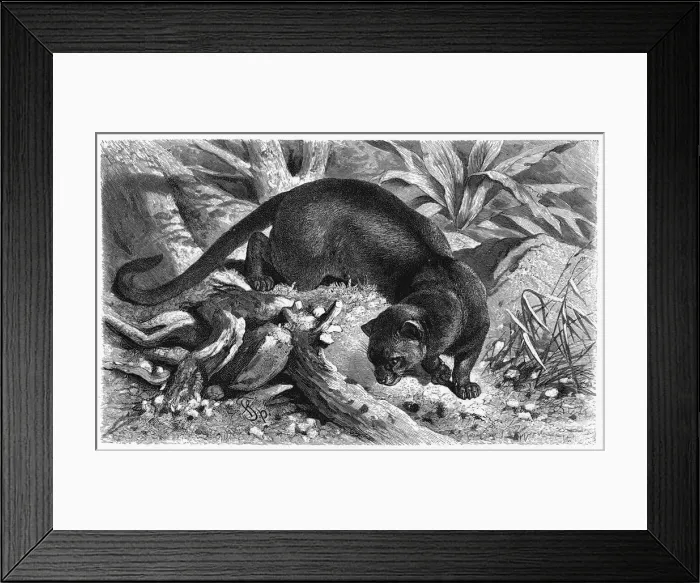 Framed Print : FOSSANE. Cryptoprocta ferox. Known as foussa in Madagascar, where it lives Framed Print : FOSSANE. Cryptoprocta ferox. Known as foussa in Madagascar, where it lives