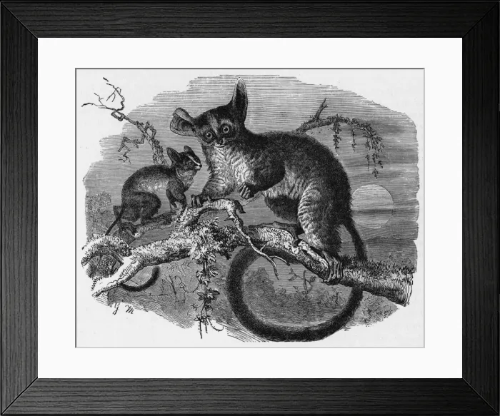 Framed Print : GALAGO. Member of the galagonidae family, more generally known as BUSH-BABIES Framed Print : GALAGO. Member of the galagonidae family, more generally known as BUSH-BABIES