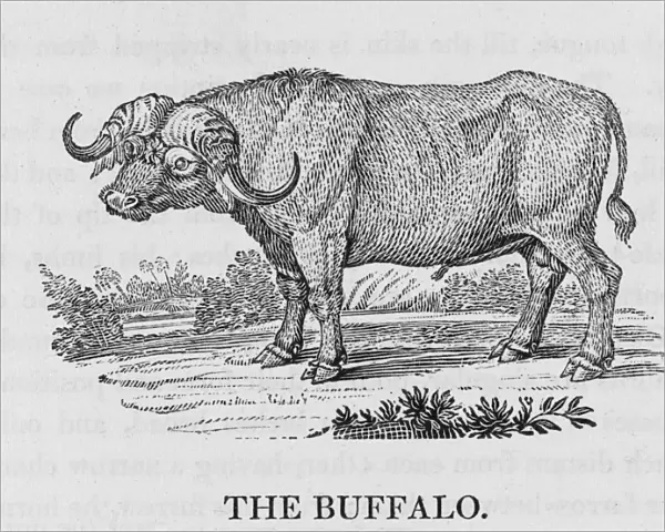 Buffalo (Bewick)