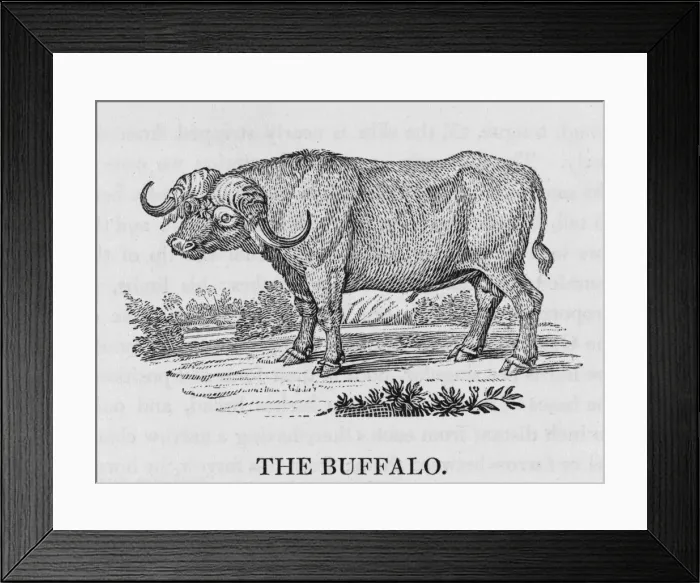 Framed Print : Buffalo (Bewick) Framed Print : Buffalo (Bewick)