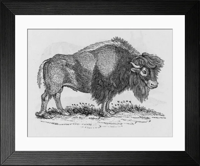 Framed Print : Bison (Bewick) Framed Print : Bison (Bewick)