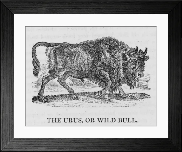 Framed Print : Urus (Bewick) Framed Print : Urus (Bewick)