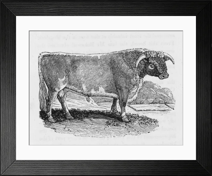 Framed Print : Lancashire Longhorn Framed Print : Lancashire Longhorn