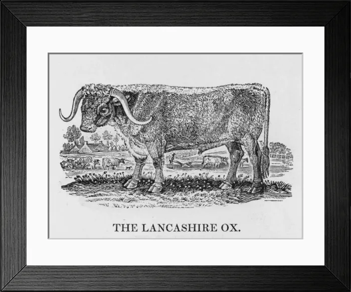 Framed Print : Lancashire Longhorn Ox Framed Print : Lancashire Longhorn Ox