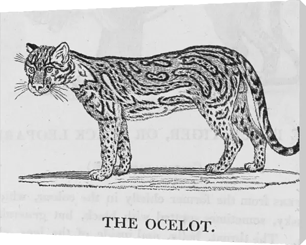 Ocelot (Bewick)