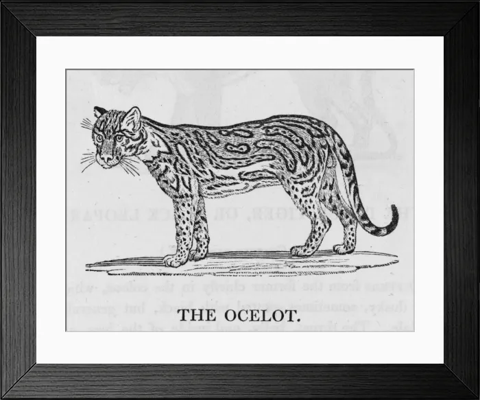 Framed Print : Ocelot (Bewick) Framed Print : Ocelot (Bewick)