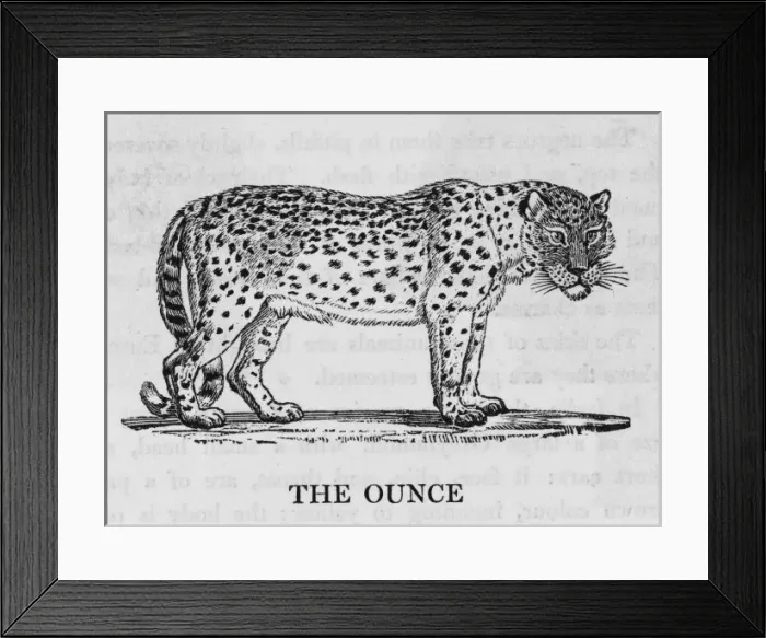 Framed Print : Ounce (Bewick)