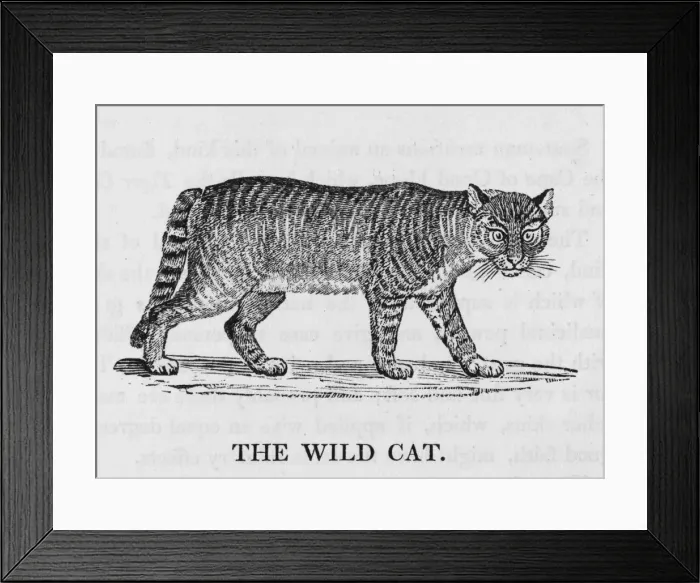 Framed Print : Wild Cat (Bewick) Framed Print : Wild Cat (Bewick)