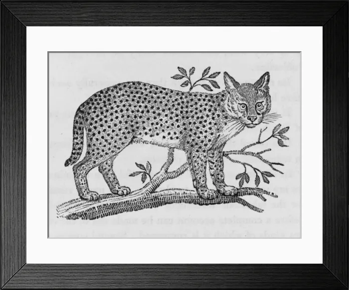 Framed Print : Serval (Bewick) Framed Print : Serval (Bewick)