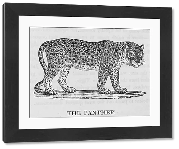 Panther (Bewick)