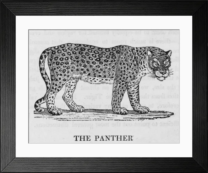 Framed Print : Panther (Bewick) Framed Print : Panther (Bewick)