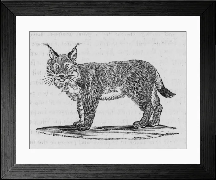 Framed Print : Lynx (Bewick) Framed Print : Lynx (Bewick)