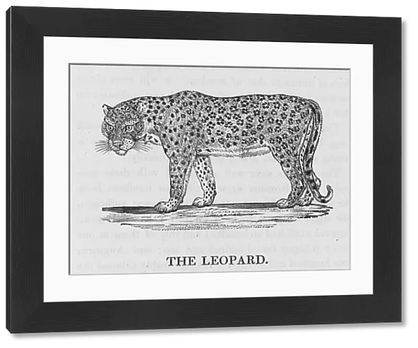Leopard (Bewick)