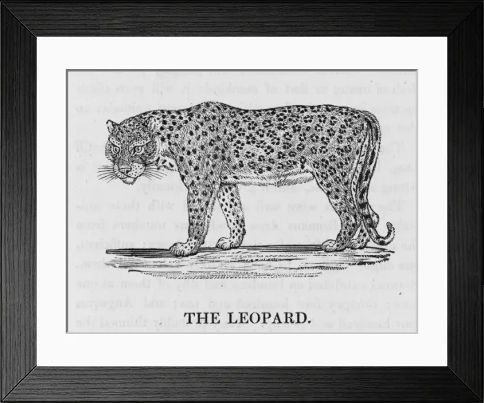 Framed Print : Leopard (Bewick) Framed Print : Leopard (Bewick)