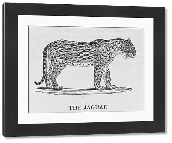 Jaguar (Bewick)