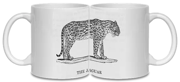 Jaguar (Bewick)