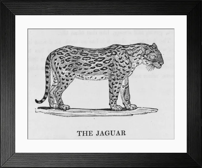 Framed Print : Jaguar (Bewick) Framed Print : Jaguar (Bewick)