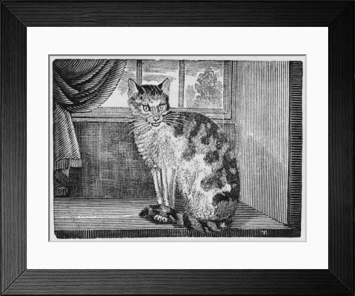 Framed Print : Domestic Cat (Bewick) Framed Print : Domestic Cat (Bewick)