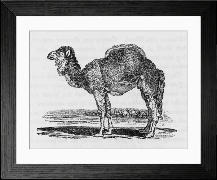 Framed Print : Dromedary (Bewick) Framed Print : Dromedary (Bewick)