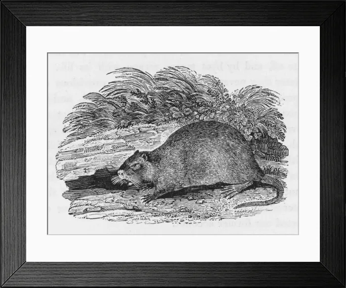 Framed Print : Beaver (Bewick) Framed Print : Beaver (Bewick)