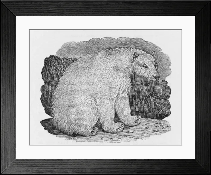 Framed Print : Polar Bear (Bewick) Framed Print : Polar Bear (Bewick)