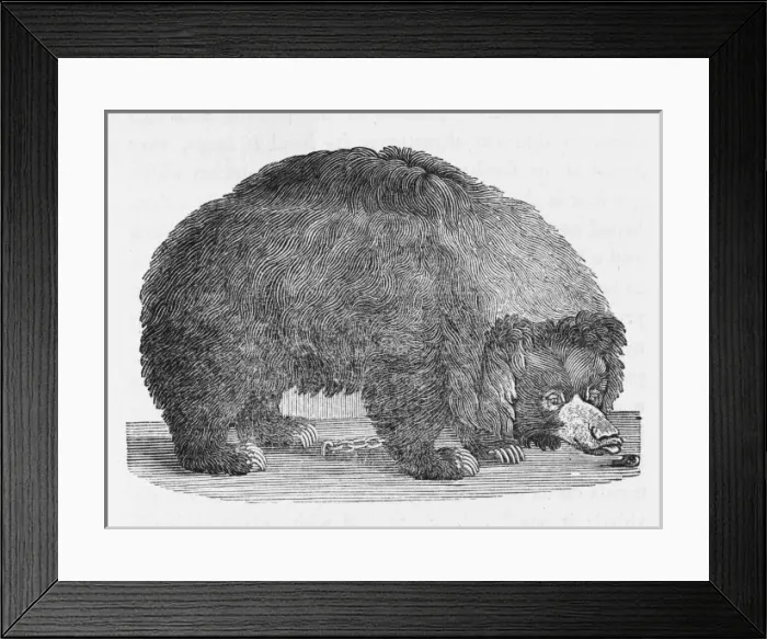 Framed Print : Black Bear (Bewick) Framed Print : Black Bear (Bewick)