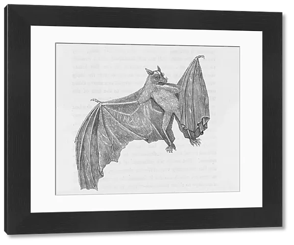 Ternate Bat