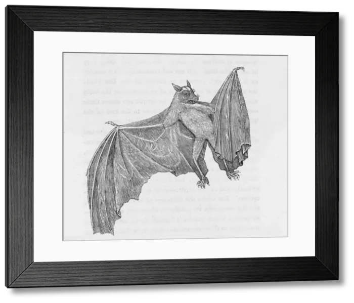 Framed Print : Ternate Bat