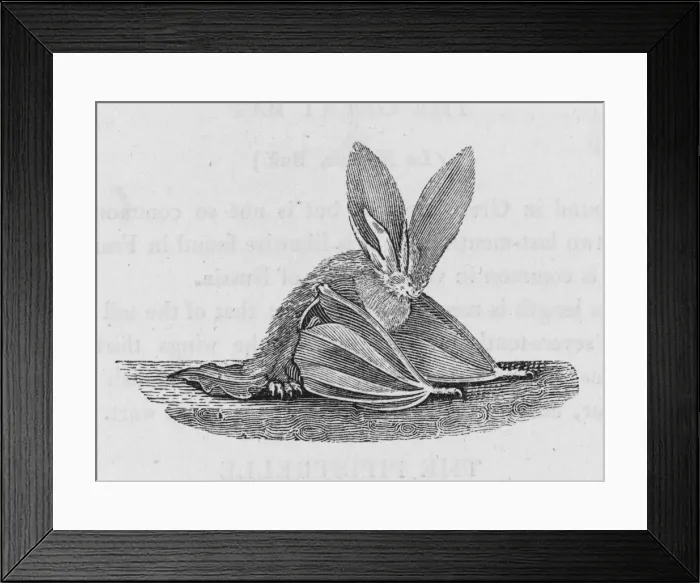 Framed Print : Long-Eared Bat (Bewick) Framed Print : Long-Eared Bat (Bewick)
