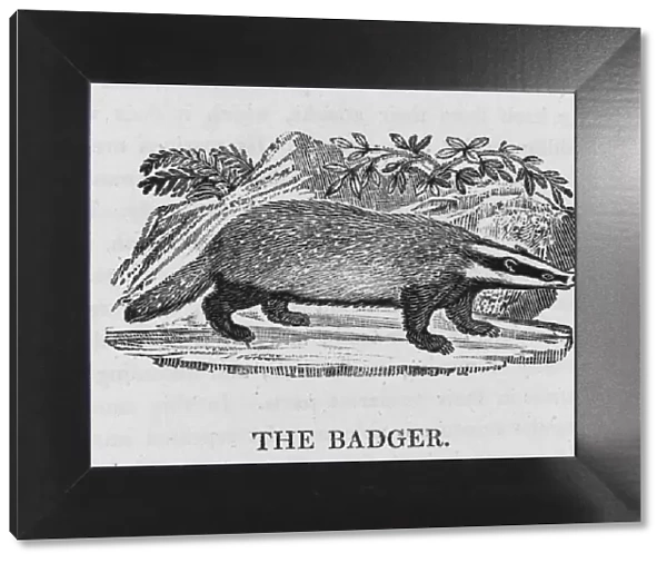 Badger (Bewick)
