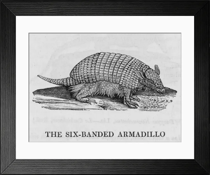 Framed Print : Armadillo (Bewick) Framed Print : Armadillo (Bewick)