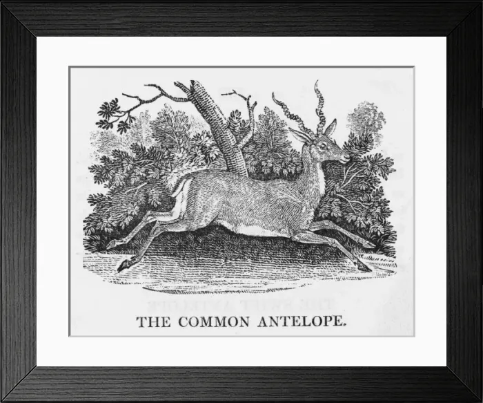 Framed Print : Common Antelope (Bewick) Framed Print : Common Antelope (Bewick)