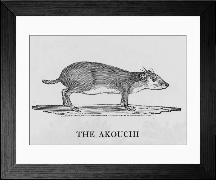 Framed Print : Akouchi (Bewick) Framed Print : Akouchi (Bewick)