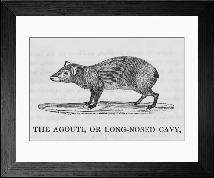 Framed Print : Agouti (Bewick) Framed Print : Agouti (Bewick)