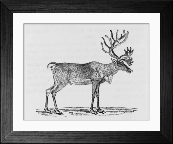 Framed Print : Reindeer (Bewick) Framed Print : Reindeer (Bewick)
