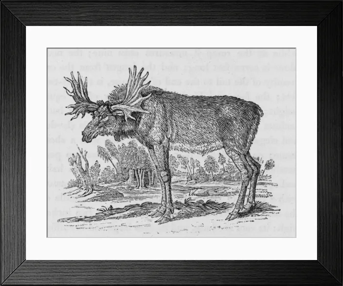Framed Print : Elk (Bewick) Framed Print : Elk (Bewick)
