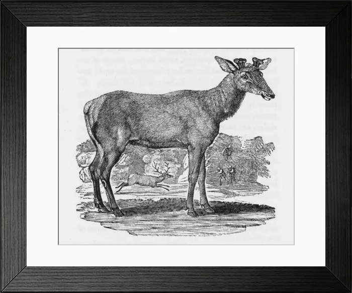 Framed Print : American Elk (Bewick) Framed Print : American Elk (Bewick)