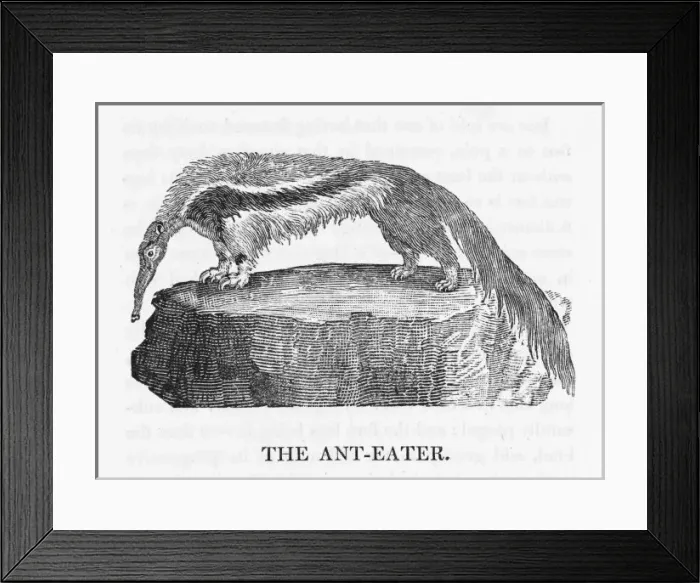 Framed Print : Anteater (Bewick) Framed Print : Anteater (Bewick)