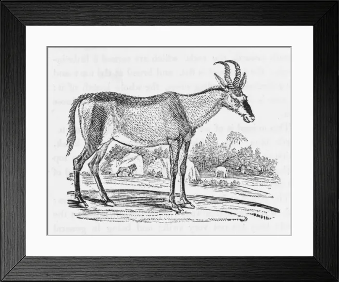 Framed Print : Hartbeest (Bewick) Framed Print : Hartbeest (Bewick)