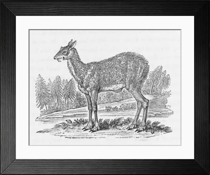 Framed Print : Musk-Deer (Bewick) Framed Print : Musk-Deer (Bewick)